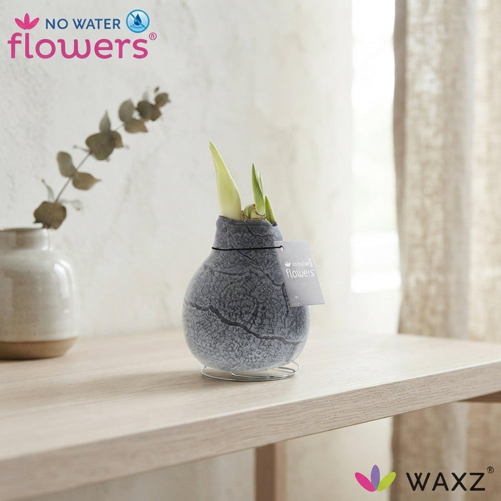 Marble Waxed Amaryllis (Hippeastrum)