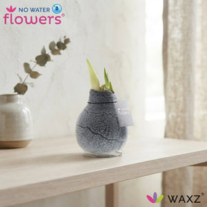 Marble Waxed Amaryllis (Hippeastrum)