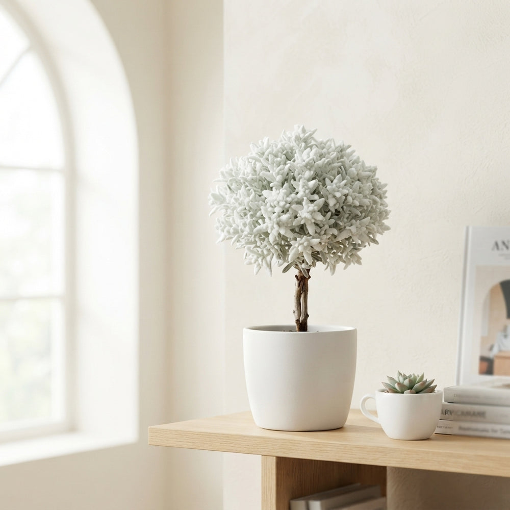 White Waxflower Stems – 39 Stem Bunch