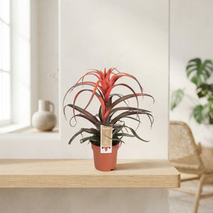 Tillandsia capitata Air Plant – 12cm Pot, 30cm High