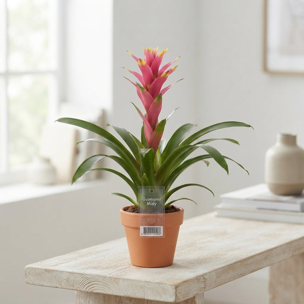 Pink Guzmania 'Misty Triplo' – 12cm Pot