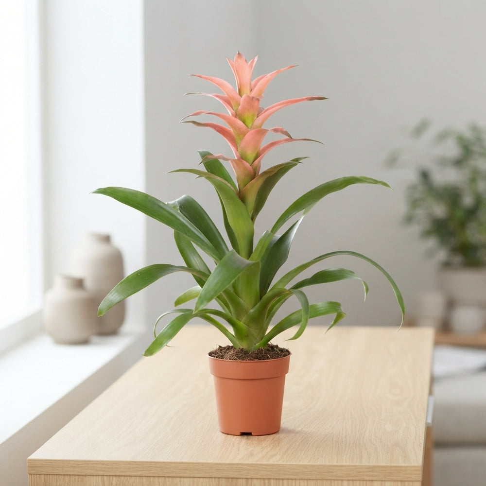 Pink Guzmania Bromeliad – 12cm Pot, 45cm High
