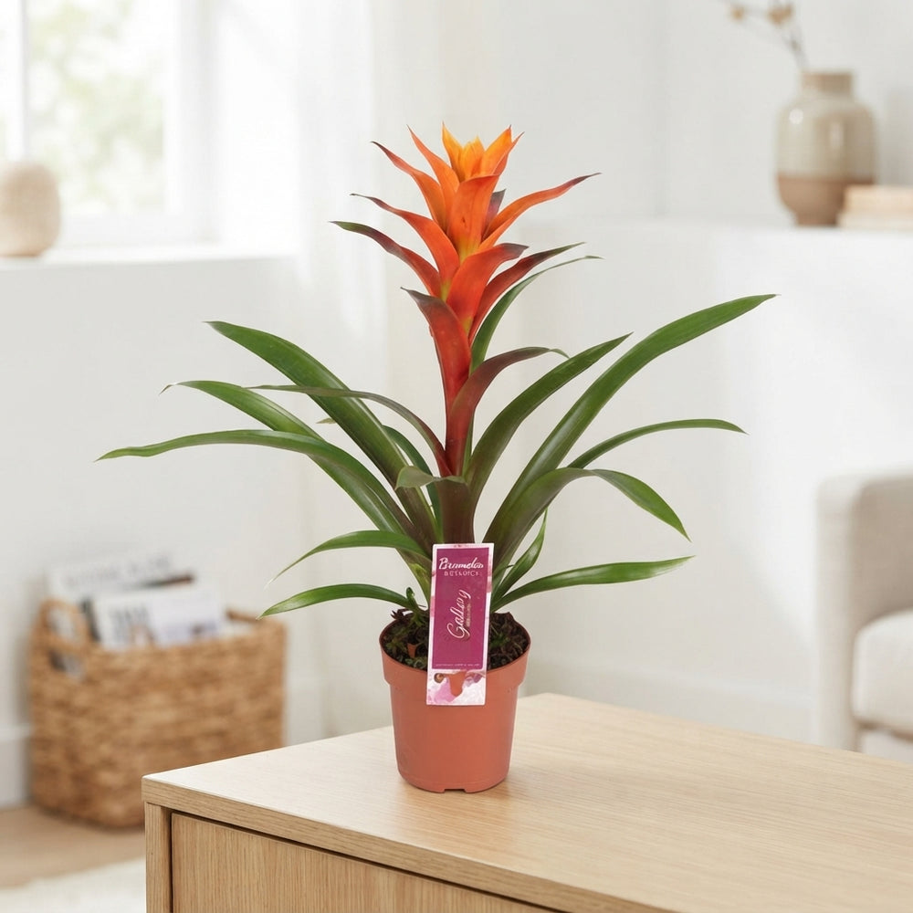Guzmania Bromeliad – 12cm Pot, Approx. 50cm Tall
