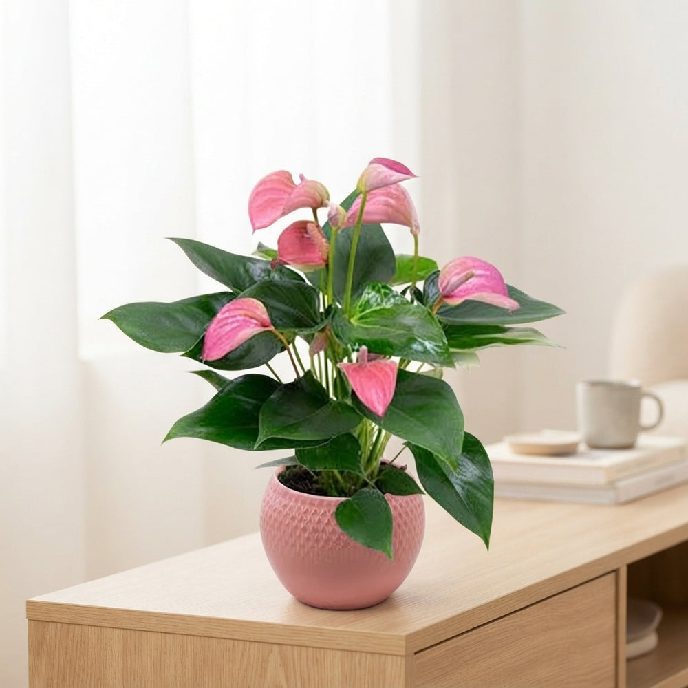 Pink Anthurium (Anthurium andraeanum) – 12cm Pot