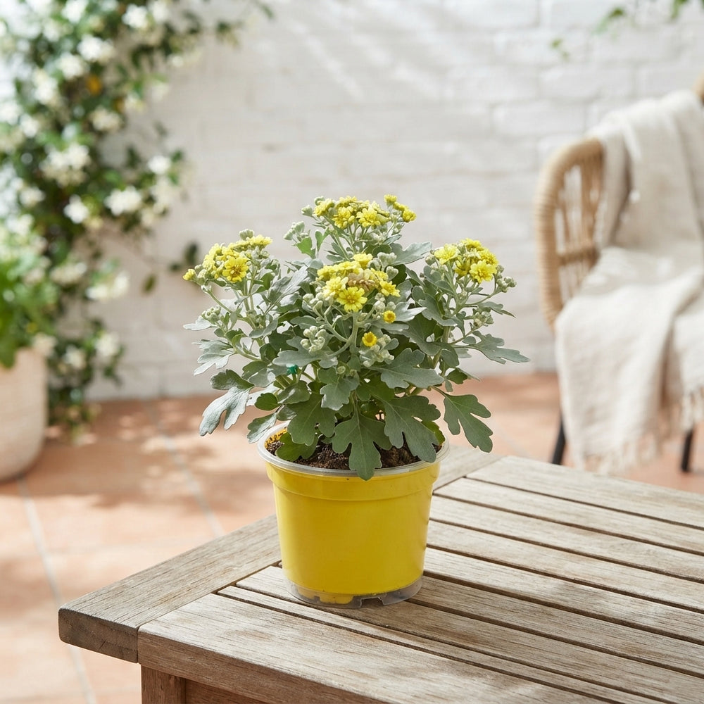 Pacific Chrysanthemum ‘Yellow’ (Ajania pacifica) – 12cm Pot