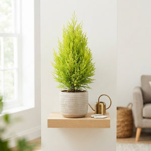 Goldcrest Lemon Cypress (Cupressus macrocarpa) – 11cm Pot