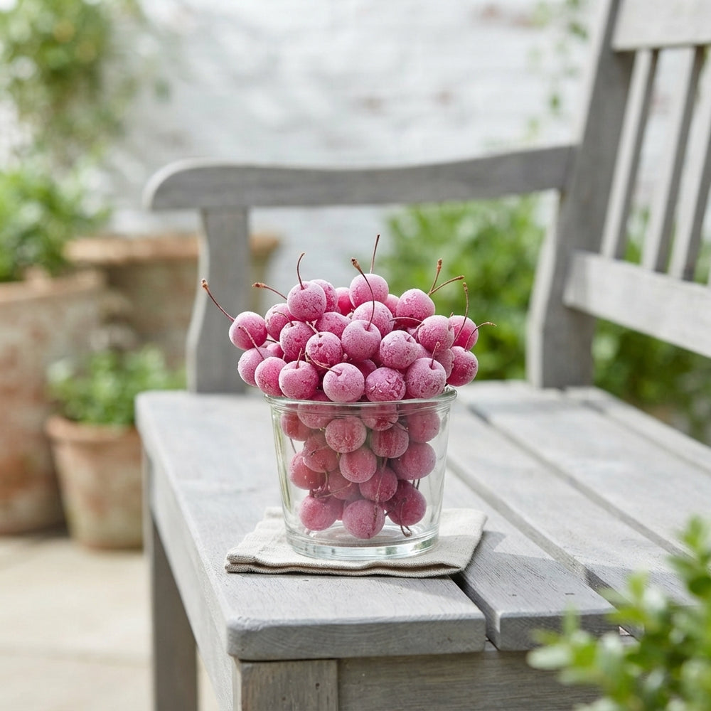 Fuchsia Waxflower Plant