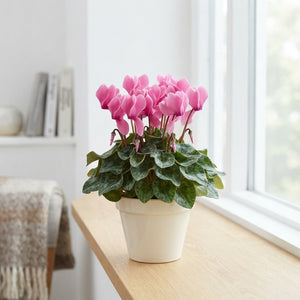 Mixed Cyclamen persicum Midi – 10.5cm Pot