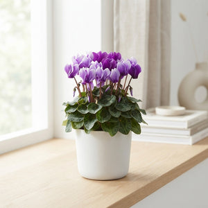 Blue Dragon Small-Flowered Cyclamen (Cyclamen persicum) – 11cm Pot