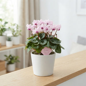 Pink Small-Flowered Cyclamen persicum – 9cm Pot