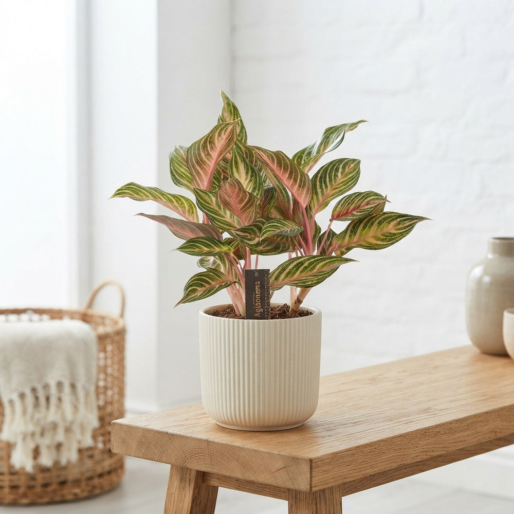 Aglaonema 'Dreamcatcher' – 12cm Pot
