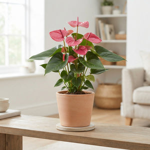 Anthurium ‘Minnesota’ – 17cm Pot, Approx. 60cm High