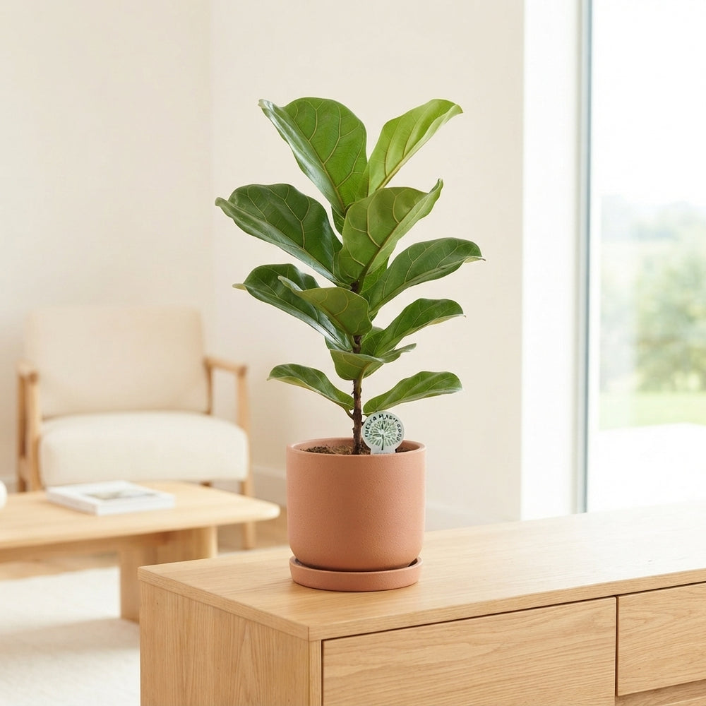 Fiddle Leaf Fig (Ficus lyrata) – 17cm Pot, 105cm