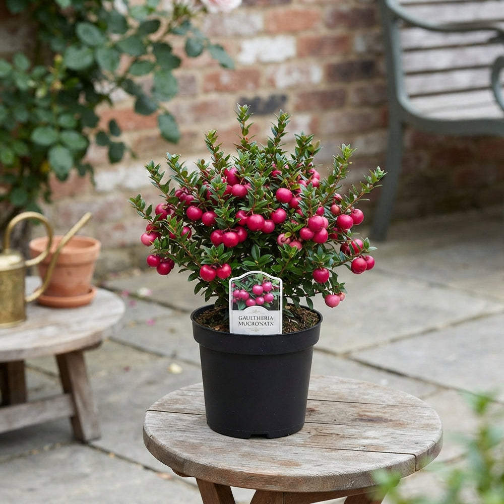 Gaultheria Mucronata Mixed Colours – 10.5cm Pot