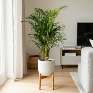 Areca Palm (Dypsis lutescens) – 21cm Pot, 140cm Tall