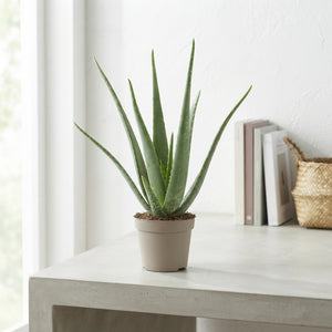 Aloe Vera Plant – 17cm Pot, Approx. 52cm High