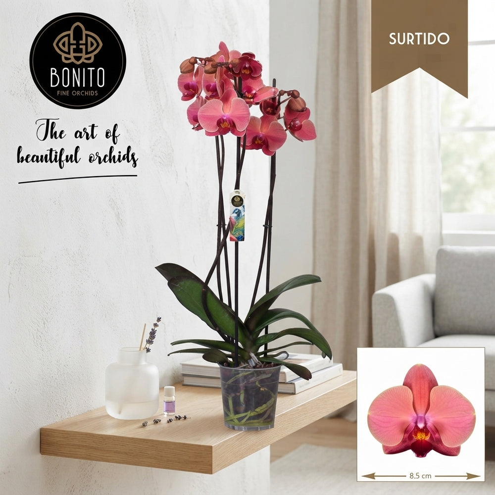 Narbonne Phalaenopsis Orchid – 12cm Pot, 65cm High