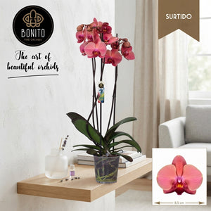 Narbonne Phalaenopsis Orchid – 12cm Pot, 65cm High