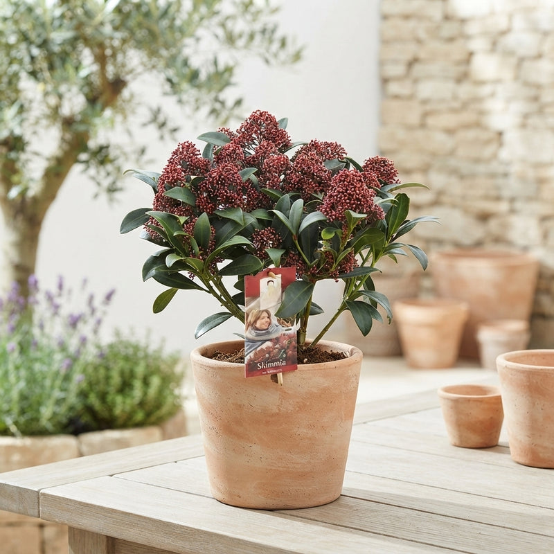 Skimmia japonica 'Rubella' – 23cm Pot