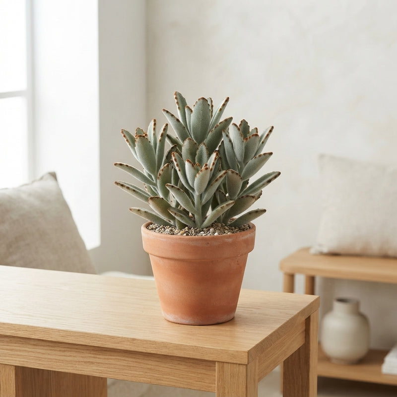 Panda Plant (Kalanchoe tomentosa) – 17cm Pot