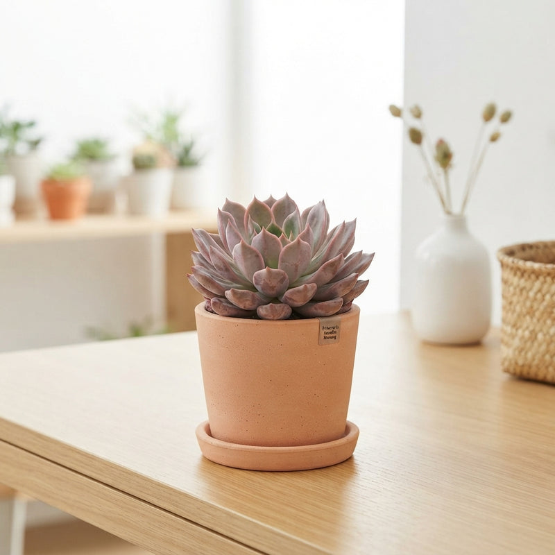 Echeveria Rosetta ‘Morang’ – 8.5cm Pot