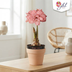 Pink Double Hippeastrum (Amaryllis) – 14cm Pot