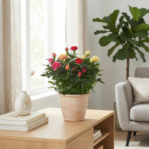 Mixed Rose Houseplant – Rosa, 20cm Pot
