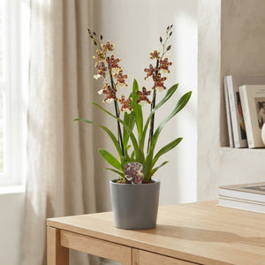 Mixed Cambria Orchid – 2 Spikes, 12cm Pot
