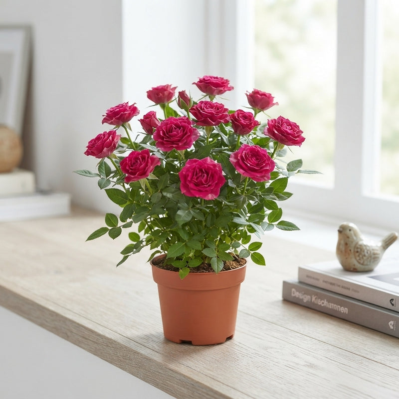 Mixed Boutique Rose Houseplant – 14cm Pot