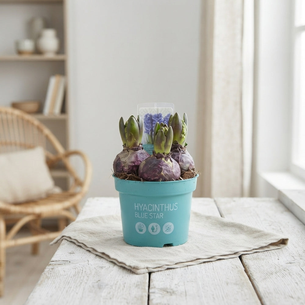 Blue Star Hyacinth (Hyacinthus orientalis) – 12cm Pot