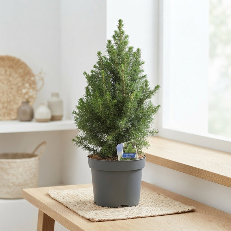Picea glauca ‘December’ – 17cm Pot, 55cm High