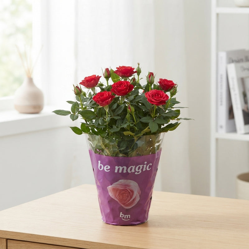 Miniature Rose (Rosa) – 10.5cm Pot