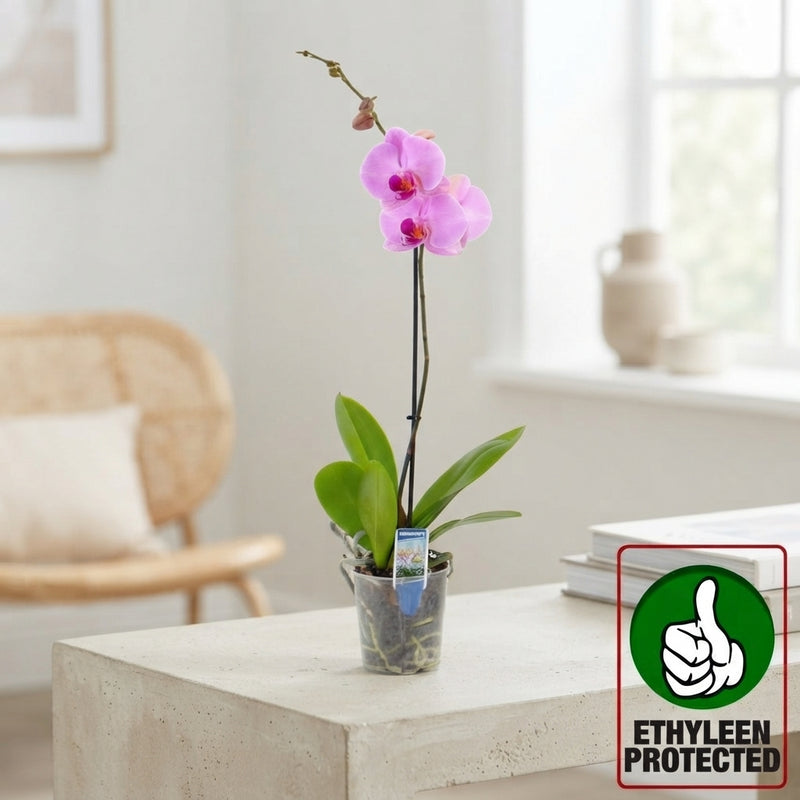 Mixed Phalaenopsis Orchid – 12cm Pot, 60cm