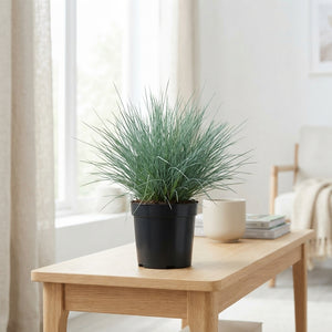 Festuca Ornamental Grass – 10cm Pot