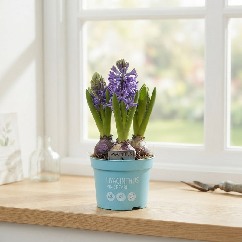 Mixed Hyacinth (Hyacinthus orientalis) – 12cm Pot