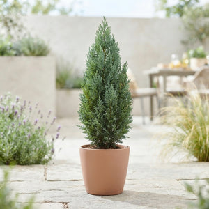Lawson Cypress ‘Ellwoodii’ – 12cm Pot, 50cm High