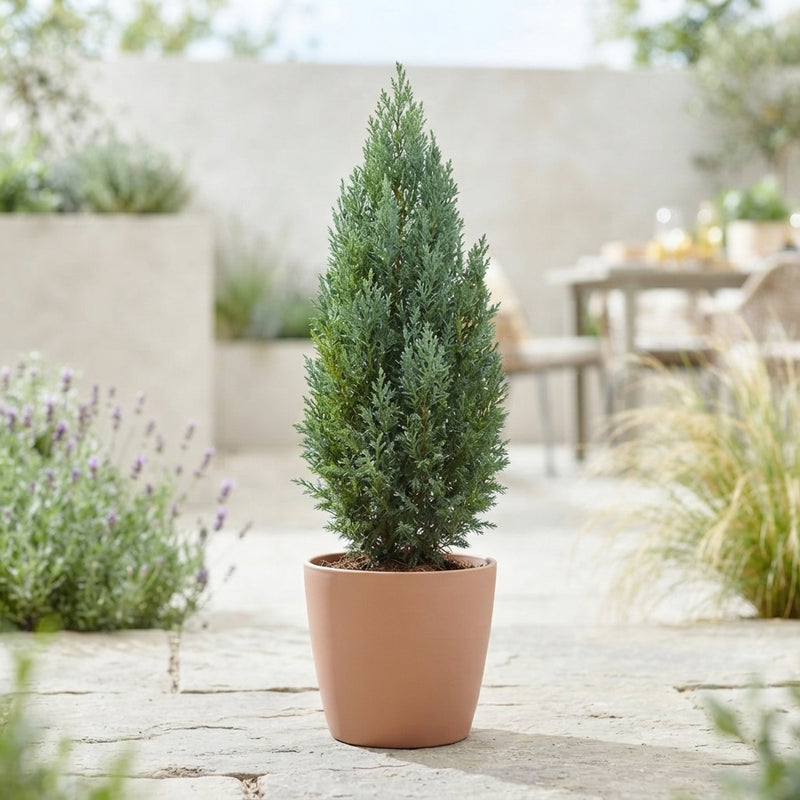 Lawson Cypress ‘Ellwoodii’ – 12cm Pot, 50cm High