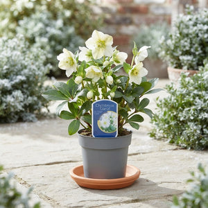 White Christmas Rose Helleborus – 12cm Pot