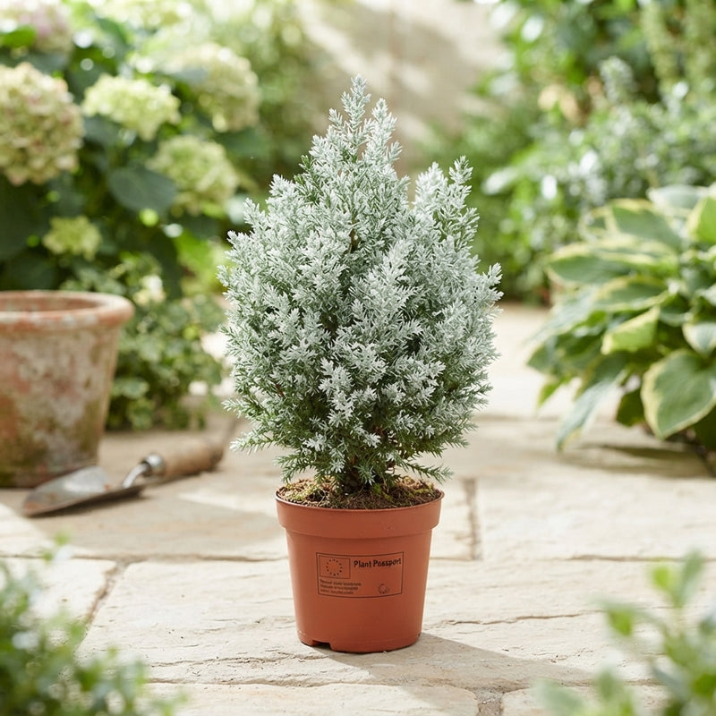 Snow Lawson Cypress (Chamaecyparis lawsoniana) – 9cm Pot