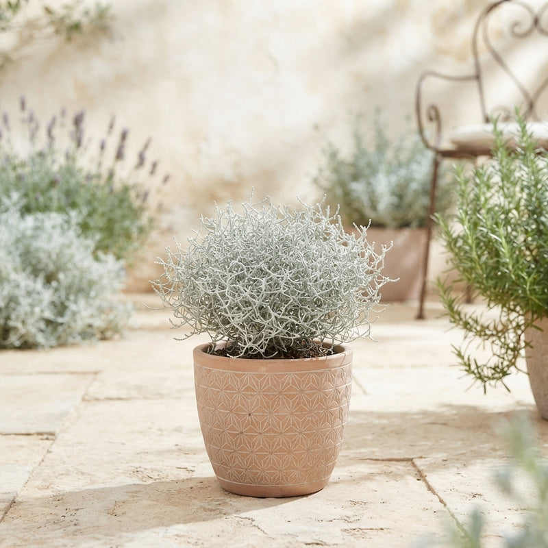 Cushion Bush (Leucophyta brownii) – 10.5cm Pot
