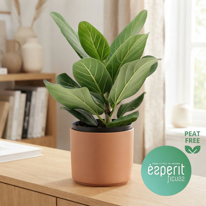 Ficus Ben Audrey – 14cm Pot, Approx. 30cm Tall