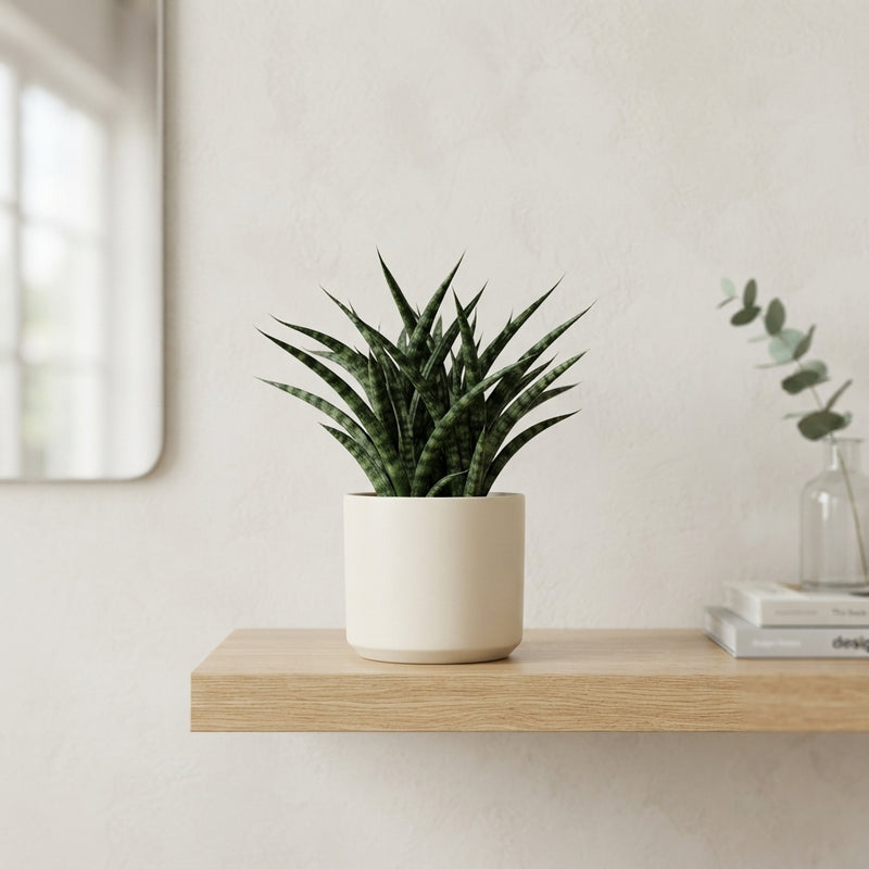 Sansevieria ‘Fernwood Punk’ – 6cm Pot