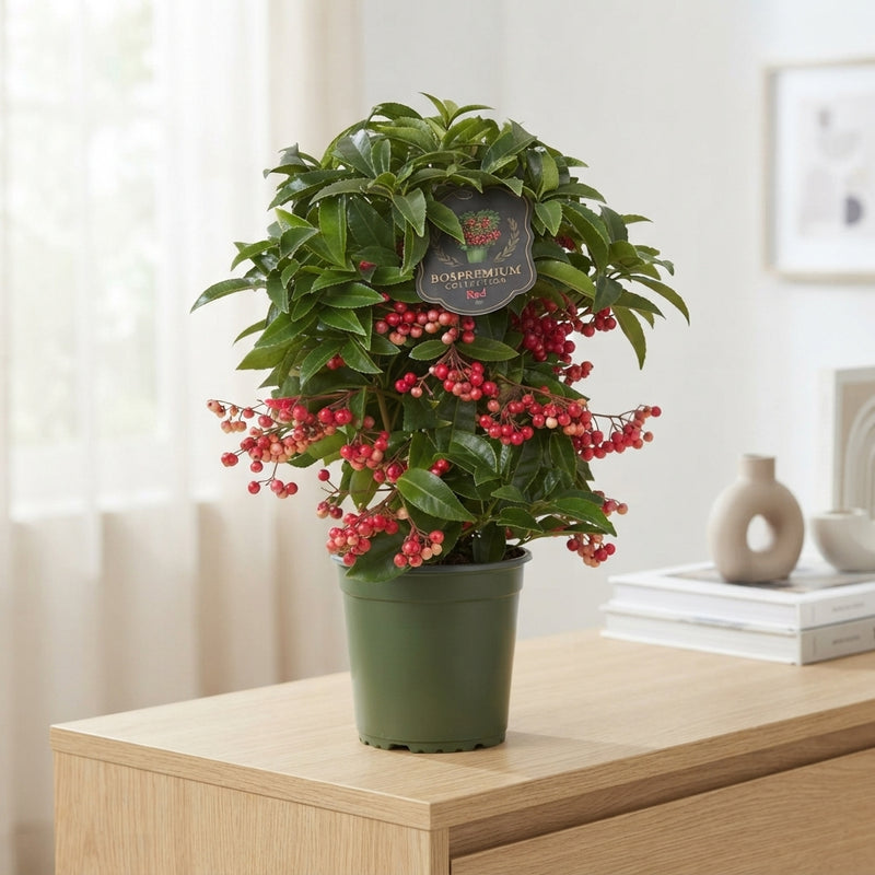 Ardisia Houseplant – 14cm Pot, 40cm High