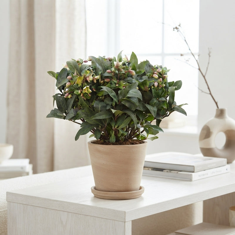 Hellebore ‘Beauty Princess’ – 17cm Pot
