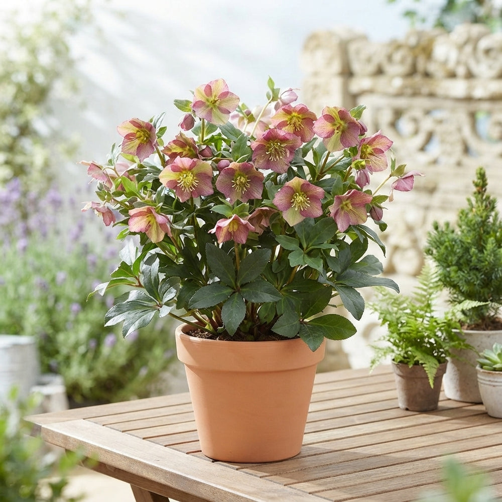Pink Hellebore (Helleborus) – 17cm Pot