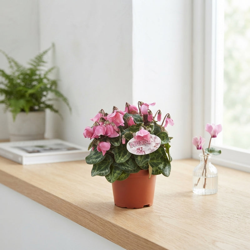 Pink Small-Flowered Cyclamen (Cyclamen persicum) – 10.5cm Pot