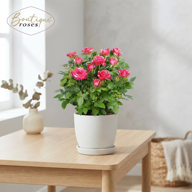 Twin-Coloured Star Twister Rose – 14cm Pot