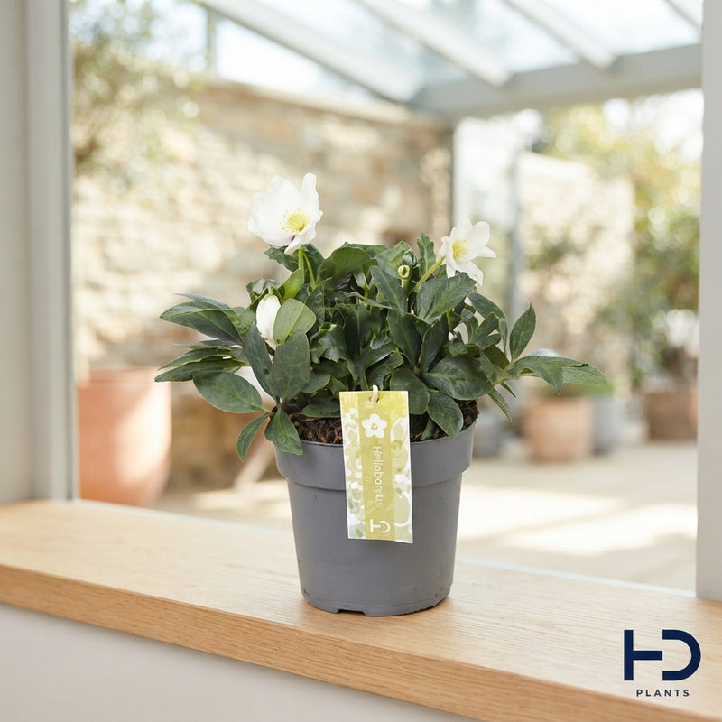 White Christmas Rose (Helleborus) – 17cm Pot