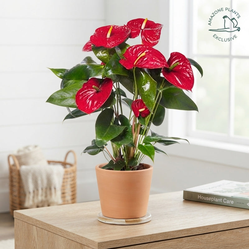 Red Anthurium ‘Nevada’ – 17cm Pot
