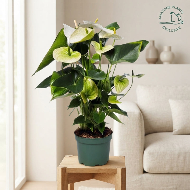White Anthurium – 17cm Pot, 60cm Height